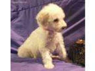 Mutt Puppy for sale in Perryville, AR, USA