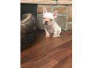 French Bulldog Puppy for sale in Norwood, MO, USA