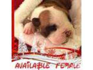 Bulldog Puppy for sale in HOPE, AR, USA