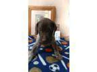 German Shorthaired Pointer Puppy for sale in Palmerton, PA, USA