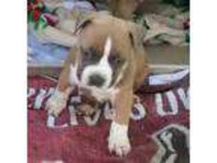 American Staffordshire Terrier Puppy for sale in Littlerock, CA, USA
