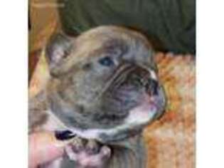 Mutt Puppy for sale in Geneseo, IL, USA