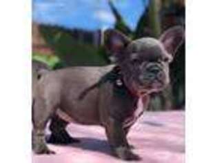 French Bulldog Puppy for sale in Port Orange, FL, USA