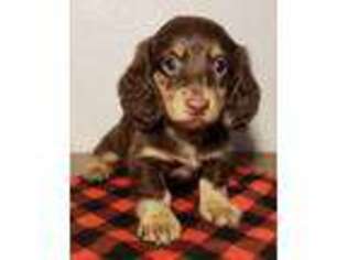 Dachshund Puppy for sale in Gatesville, TX, USA