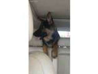 German Shepherd Dog Puppy for sale in Pittsburgh, PA, USA