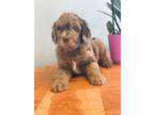 Labradoodle Puppy for sale in Carthage, NY, USA