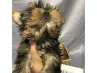 Yorkshire Terrier Puppy for sale in Lake Elsinore, CA, USA