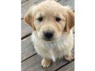 Golden Retriever Puppy for sale in Klamath Falls, OR, USA