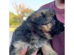 German Shepherd Dog Puppy for sale in Levelland, TX, USA