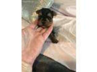 Yorkshire Terrier Puppy for sale in Blairsville, PA, USA