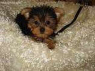 Yorkshire Terrier Puppy for sale in Elk River, MN, USA