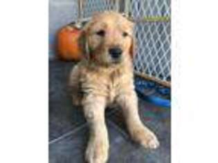 Golden Retriever Puppy for sale in Lomita, CA, USA