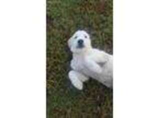 Mutt Puppy for sale in Collins, GA, USA
