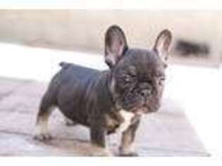 French Bulldog Puppy for sale in Pasadena, CA, USA