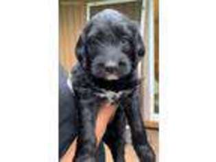 Mutt Puppy for sale in Beavercreek, OR, USA