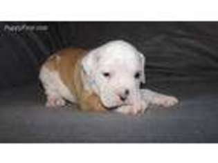 Olde English Bulldogge Puppy for sale in Cecil, AR, USA