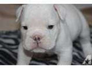 Bulldog Puppy for sale in HILLSVILLE, VA, USA