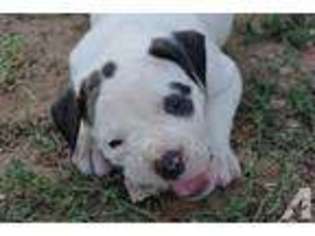 American Bulldog Puppy for sale in ARKANSAS CITY, KS, USA