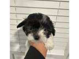 Mi-Ki Puppy for sale in Conyers, GA, USA