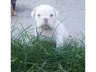 Bulldog Puppy for sale in Glenwood, IA, USA