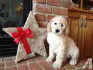 Goldendoodle Puppy for sale in ALEXANDRIA, IN, USA