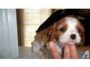 Cavalier King Charles Spaniel Puppy for sale in GARNER, NC, USA