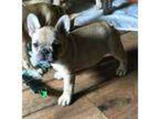French Bulldog Puppy for sale in Plymouth, MA, USA