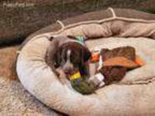 German Shorthaired Pointer Puppy for sale in Kane, PA, USA