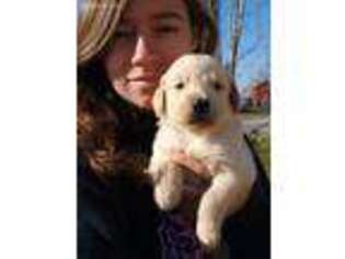 Golden Retriever Puppy for sale in Ephrata, PA, USA