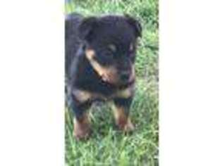 Rottweiler Puppy for sale in Anderson, IN, USA
