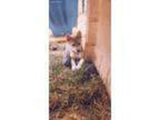 Shiba Inu Puppy for sale in Oak Harbor, WA, USA