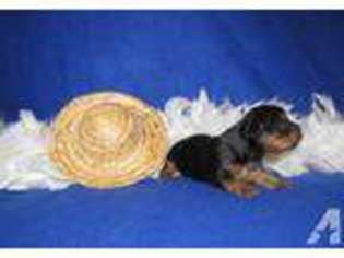 Yorkshire Terrier Puppy for sale in GREENCASTLE, IN, USA