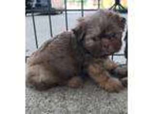 Mutt Puppy for sale in Belle Rive, IL, USA