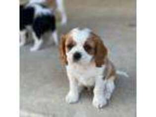 Cavalier King Charles Spaniel Puppy for sale in Saint Hedwig, TX, USA