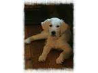 Golden Retriever Puppy for sale in Homeworth, OH, USA