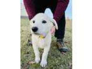 German Shepherd Dog Puppy for sale in Mount Pleasant, TX, USA