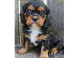 Cavalier King Charles Spaniel Puppy for sale in Newville, PA, USA