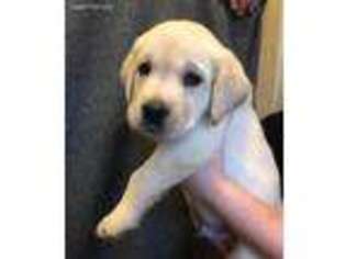 Labrador Retriever Puppy for sale in Salem, NH, USA