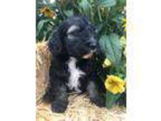 Cavapoo Puppy for sale in Columbia, TN, USA