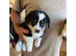 Cardigan Welsh Corgi Puppy for sale in Perris, CA, USA