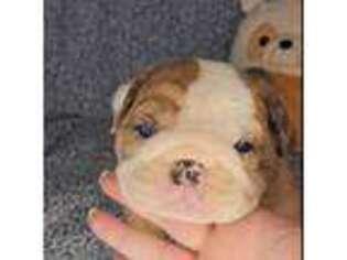 Bulldog Puppy for sale in Dixon, IL, USA