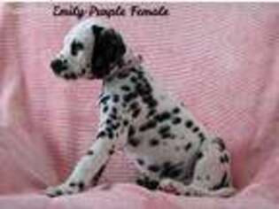 Dalmatian Puppy for sale in Chazy, NY, USA