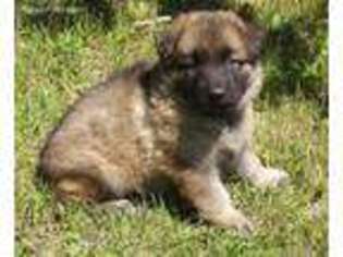 German Shepherd Dog Puppy for sale in Bagley, MN, USA