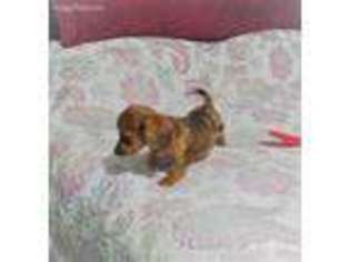 Dachshund Puppy for sale in Gilbert, SC, USA