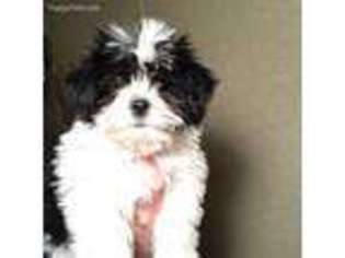 Mal-Shi Puppy for sale in Richland, MO, USA