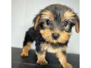 Yorkshire Terrier Puppy for sale in Barnstable, MA, USA
