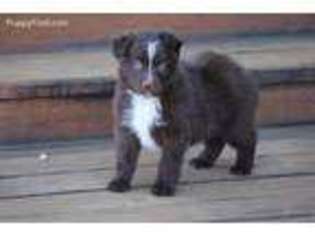 Australian Shepherd Puppy for sale in Mapleton, UT, USA