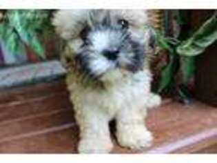 Shih-Poo Puppy for sale in Hamilton, OH, USA