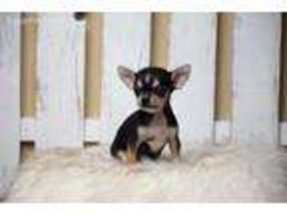 Chihuahua Puppy for sale in Maurepas, LA, USA
