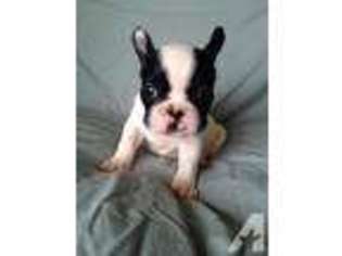 French Bulldog Puppy for sale in BREA, CA, USA
